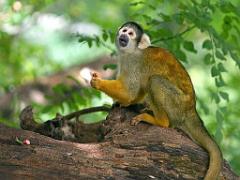 149 BIO PARC DE DOUE LA FONTAINE 6- 2016_000044